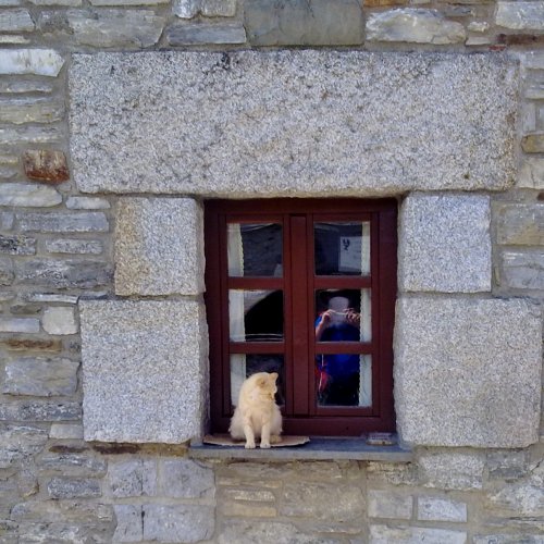A Cat, a Pilgrim,  a Window and a Toy.
