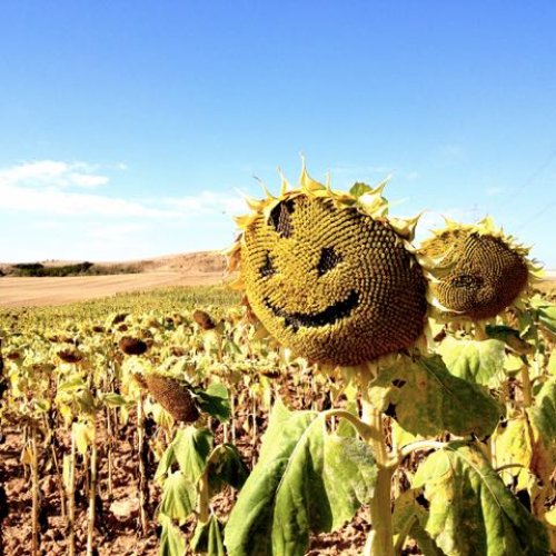 Sunflower on the camino