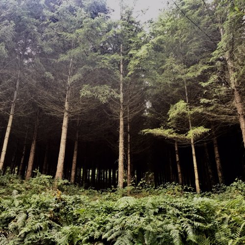 Chemin Le Puy; Dark woods near Estaing.