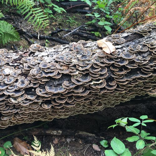 Mushroom Log before Espalion on Le Puy