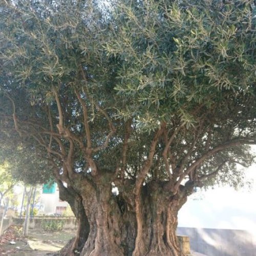 mozarabe olive tree.JPG