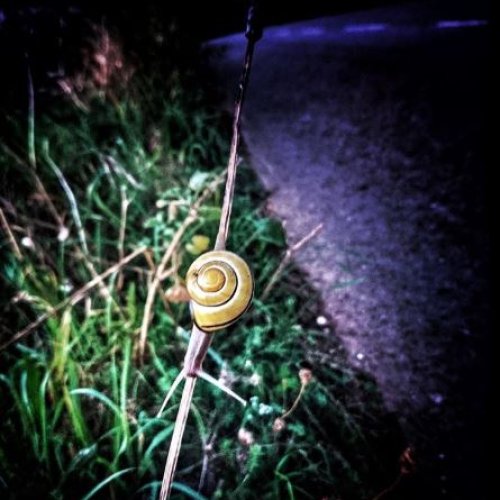 Tenacious, yet smart snail