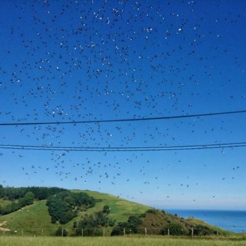 A plague of midges in the meadows past Getaria