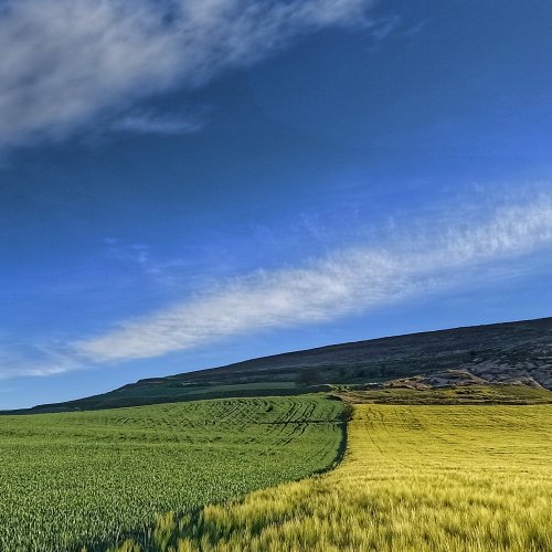 Cereal fields in Burgos
