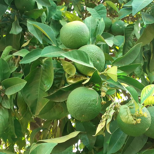 Green Oranges near Guillena. 12 Sept 2021