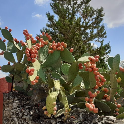 Cactus fruits between Zafra and Los Santos. 17 Sept 2021