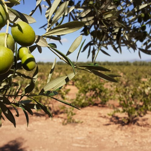 Olives near Villafranca de los Barros. 18 Sept 2021