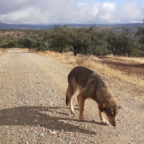 Timid Dog near El Berrocal Ranger Station. 15 Sept 2021