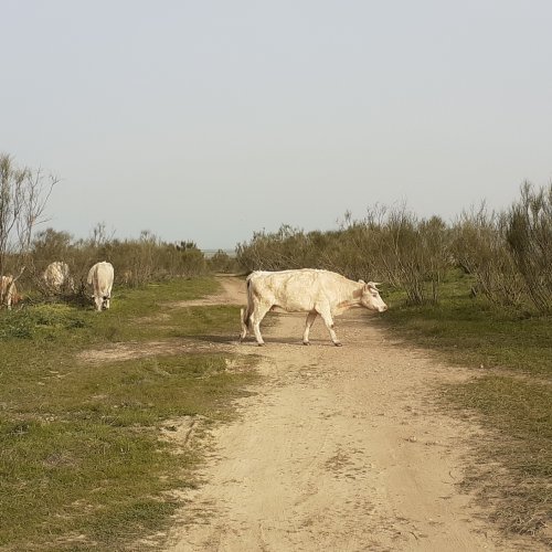 Free Range Cows crossing your way. Near Valdesalor. 28 Feb 2020