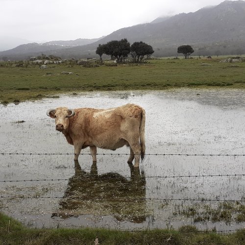 Wading Cow spoted on the way to Fuenterroble. 03 March 2020
