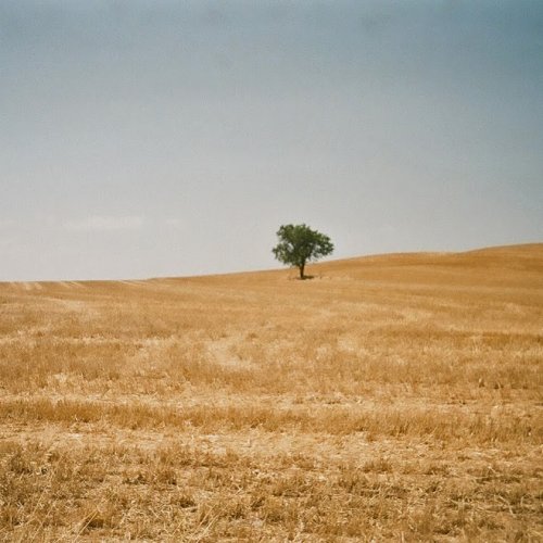 The well-known tree near Logrono