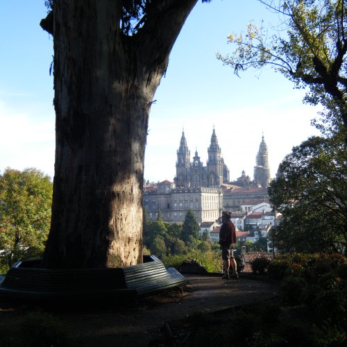 Big Tree with the Cathedral of Santiago