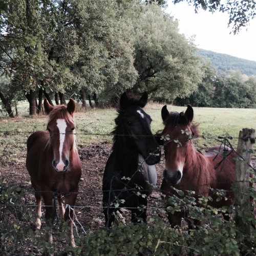 Ponies on the Camino