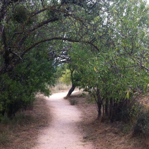 Camino path through olive grove after Puente la Reina