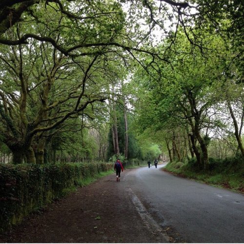 April 17th A fantastic day to walk, and I will miss walking through the forest in Galicia!