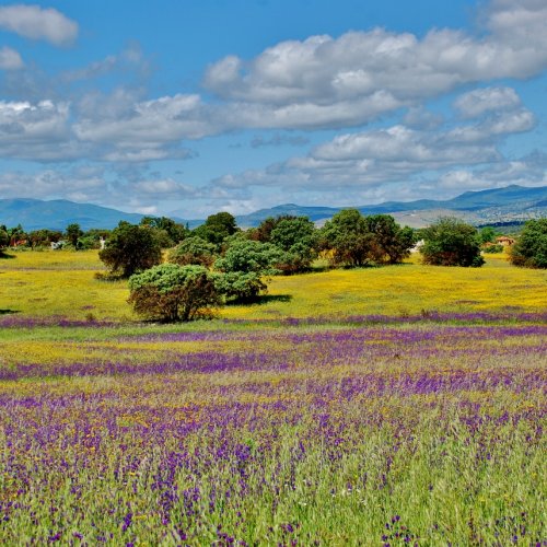 Wild Flowers near Escalona Castilla la Mancha