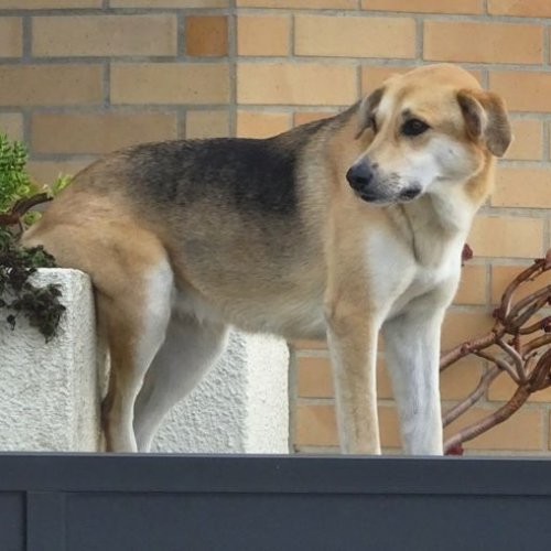 Perefita dog prefers a bench