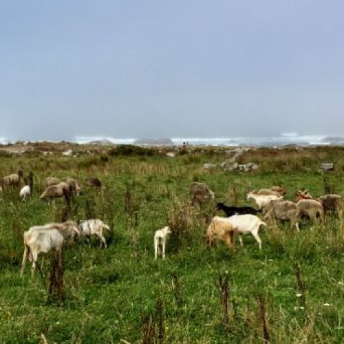Young Shepherdess near Moledo