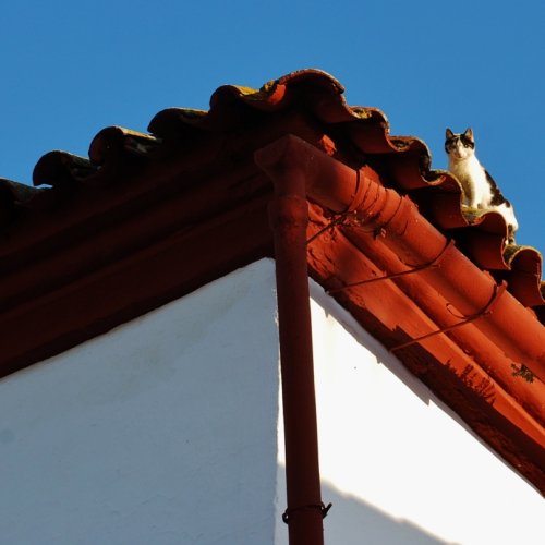 Cat on a hot tiled roof