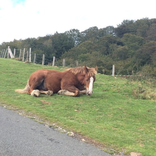 Just a horse of course along the Camino