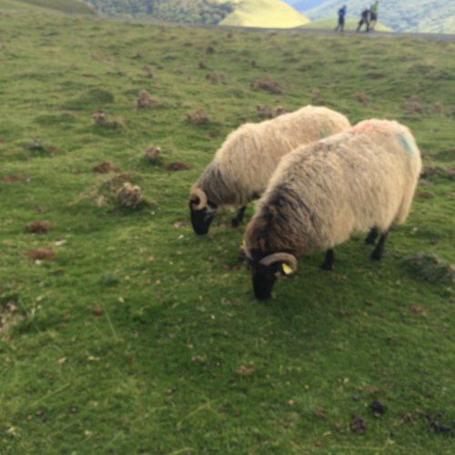 Sheep grazing in the Pyrenees