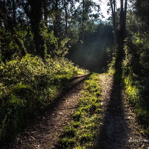 In the forest - - Walking to Betanzos......along the varied way.......