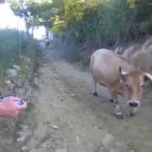 Camino cattle drive near O Cebreiro - YouTube