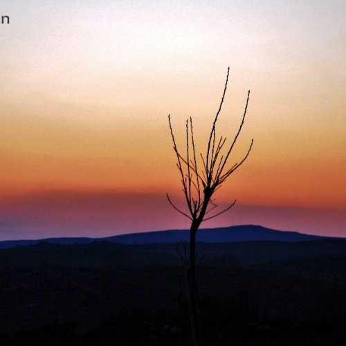 Bare tree at sunset, Galicia.