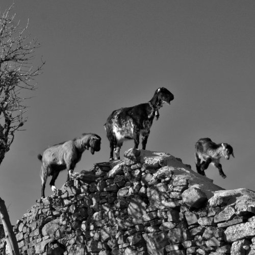 "Tender steps for Junior" Goat family on a roof Foncebadon.