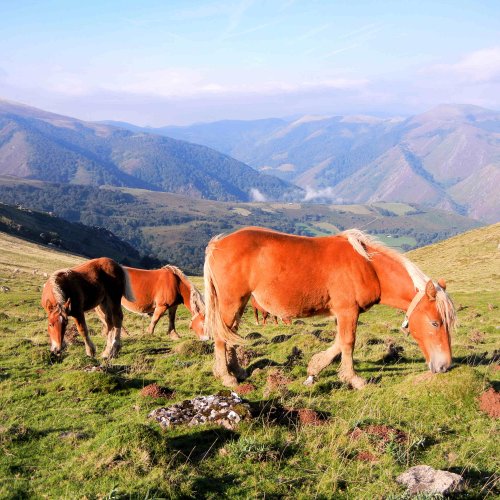 Horses on top of Pyrenees