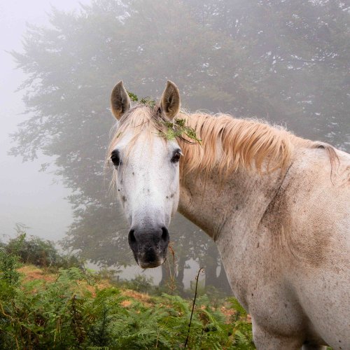 Horse at Orrison