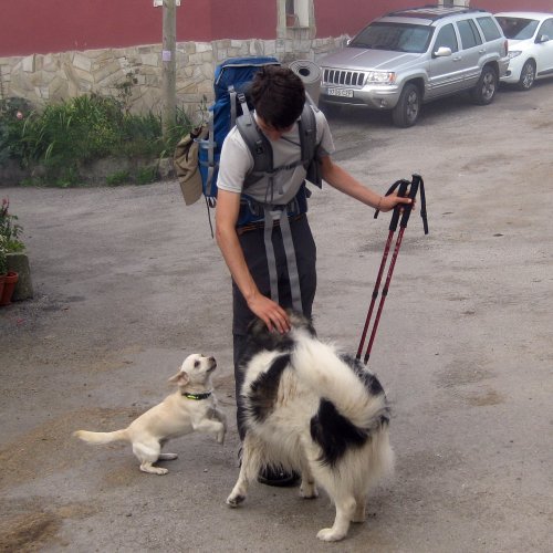 Dogs on Camino Primitivo are friendly