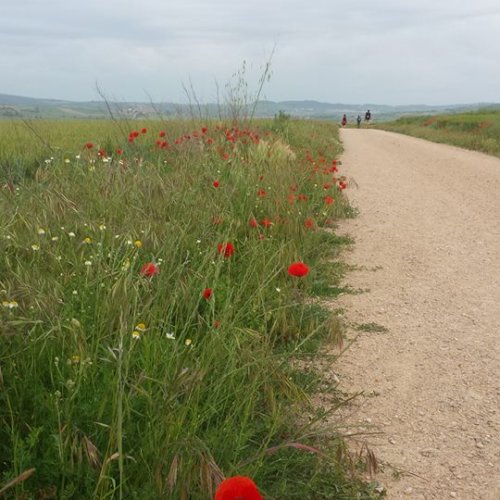 In The Fields The Poppys Grow