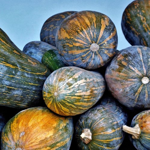 Harvest, Guemes Albergue.