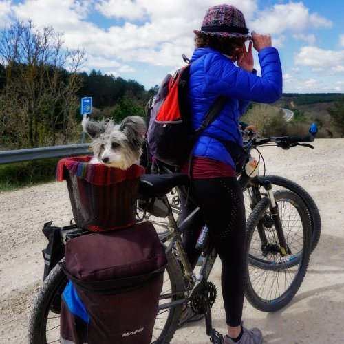 Canine on the Camino