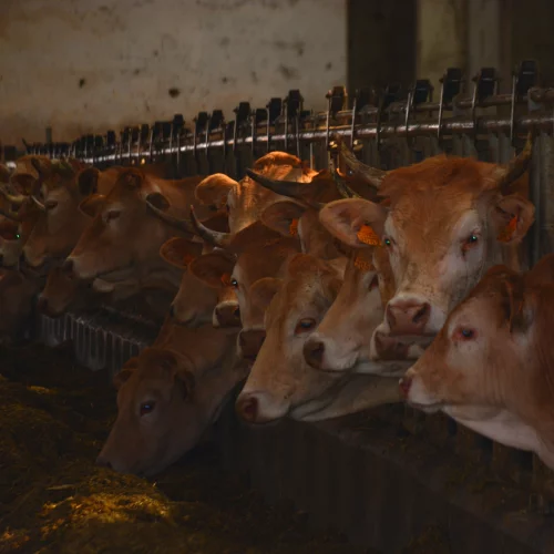 Cattle in their barn in Spring - Espinal - Aurizberri en route to Zubiri