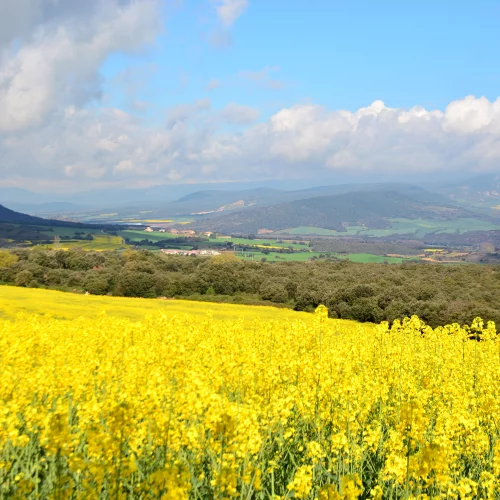 Great views around Villamajor de Monjardin Spring 2016 featuring Canola fields