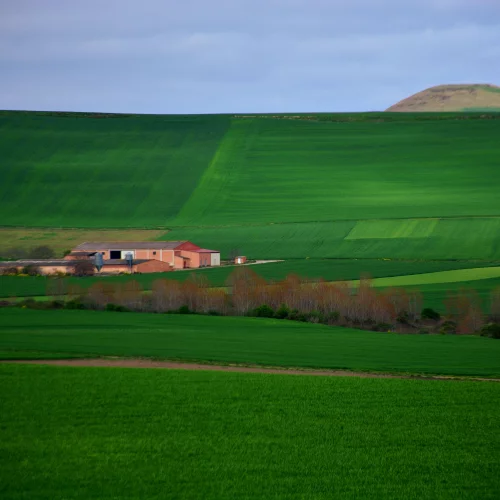 San Domingo de la Calzida to Beldorado-Spring 2016 Wheat