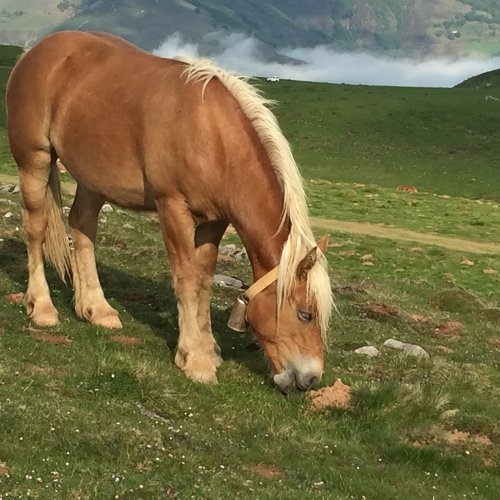 Beautiful horse - Pyrenees - May 2016