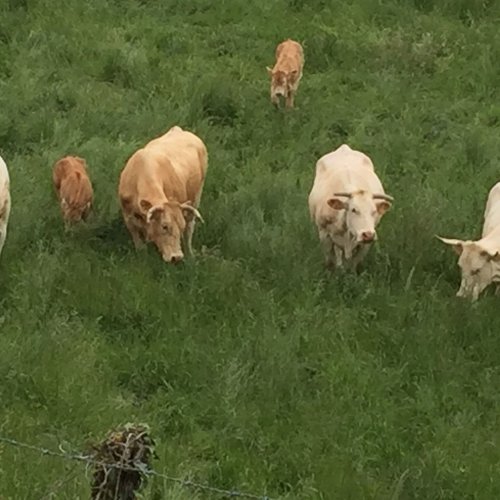 Lining up to have their picture taken! Pyrenees May 2016