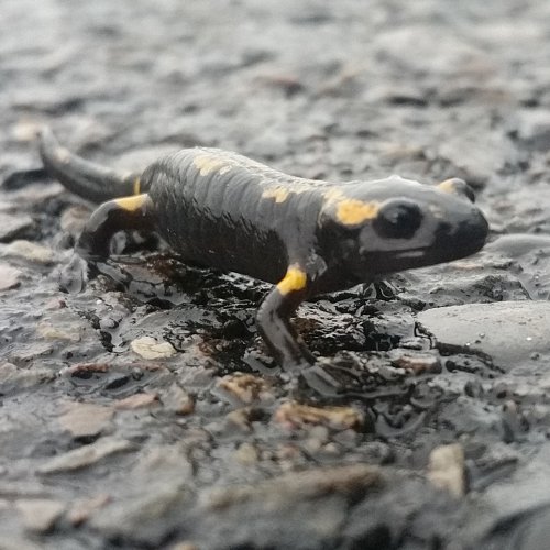 Fire salamander, France