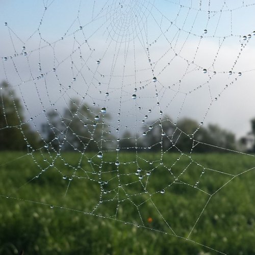 Dewey spiderweb