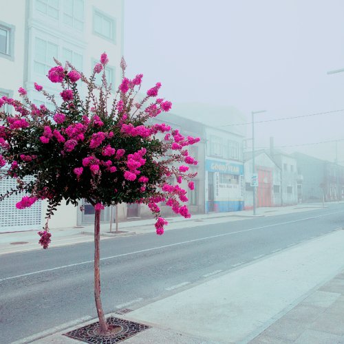 Colour in the fog of Arzúa