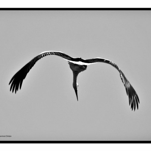 Stork in flight.