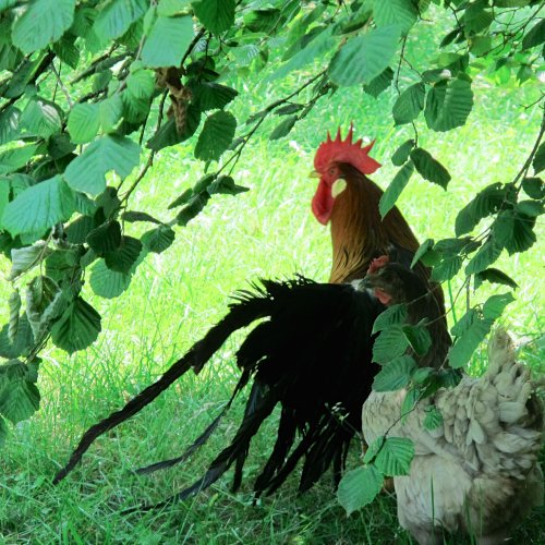 Proud French rooster