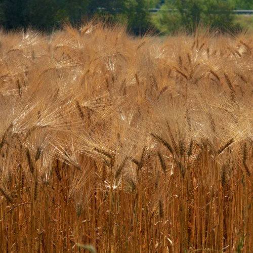 Fields of grain