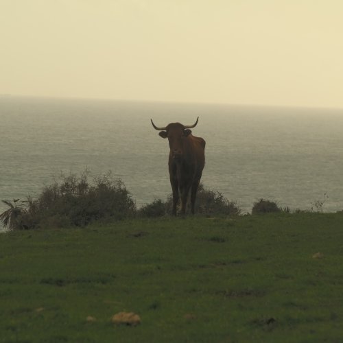 Cow on the ocean