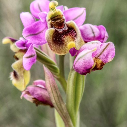 Sawfly Orchid (Ophrys tethredinifera)