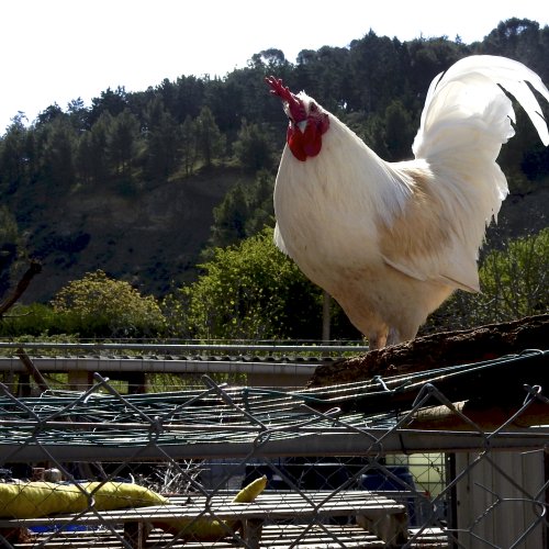 The welcoming rooster