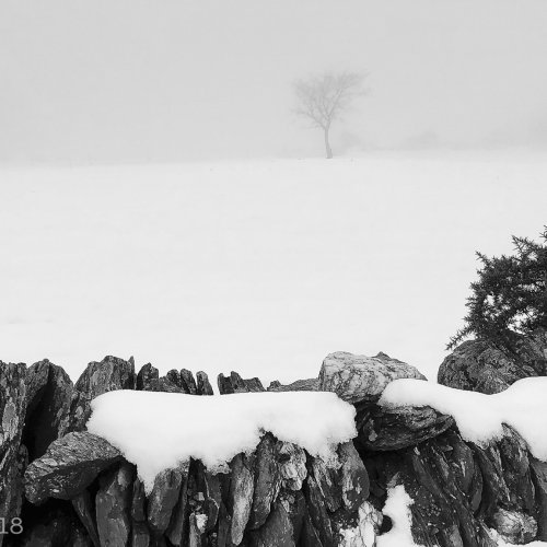 Tree in the Snow Fog Near Fillobal